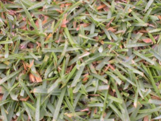Zoysiagrass Closeup